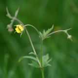 Geum × intermedium. Верхушка цветущего растения. Республика Татарстан, Агрызский р-н. 05.06.2010.