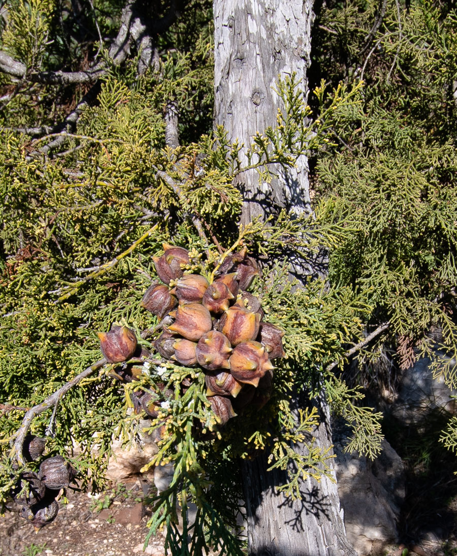 Image of Widdringtonia nodiflora specimen.