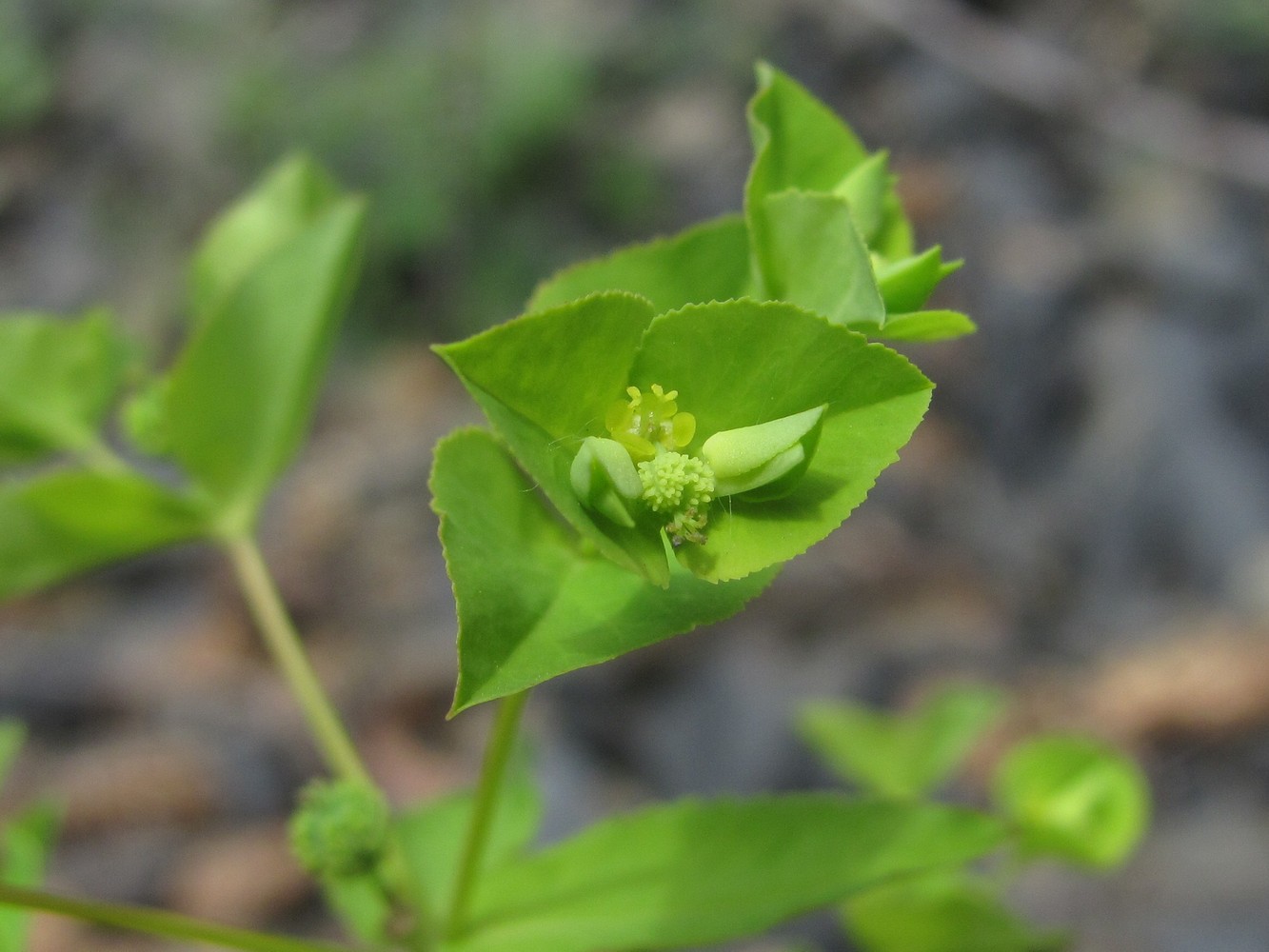 Изображение особи Euphorbia stricta.