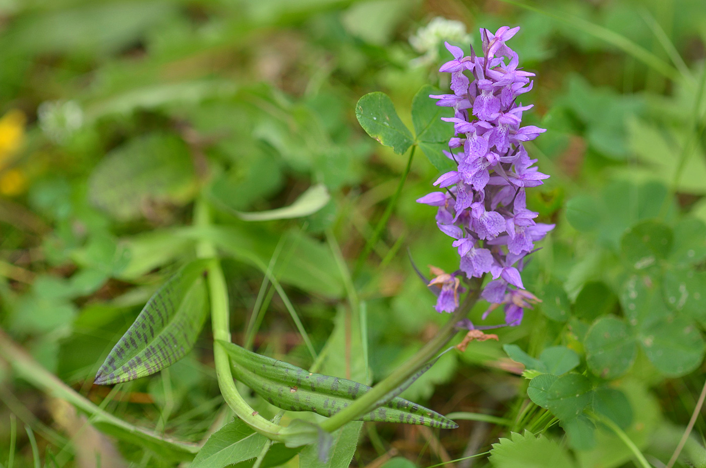 Image of Dactylorhiza urvilleana specimen.