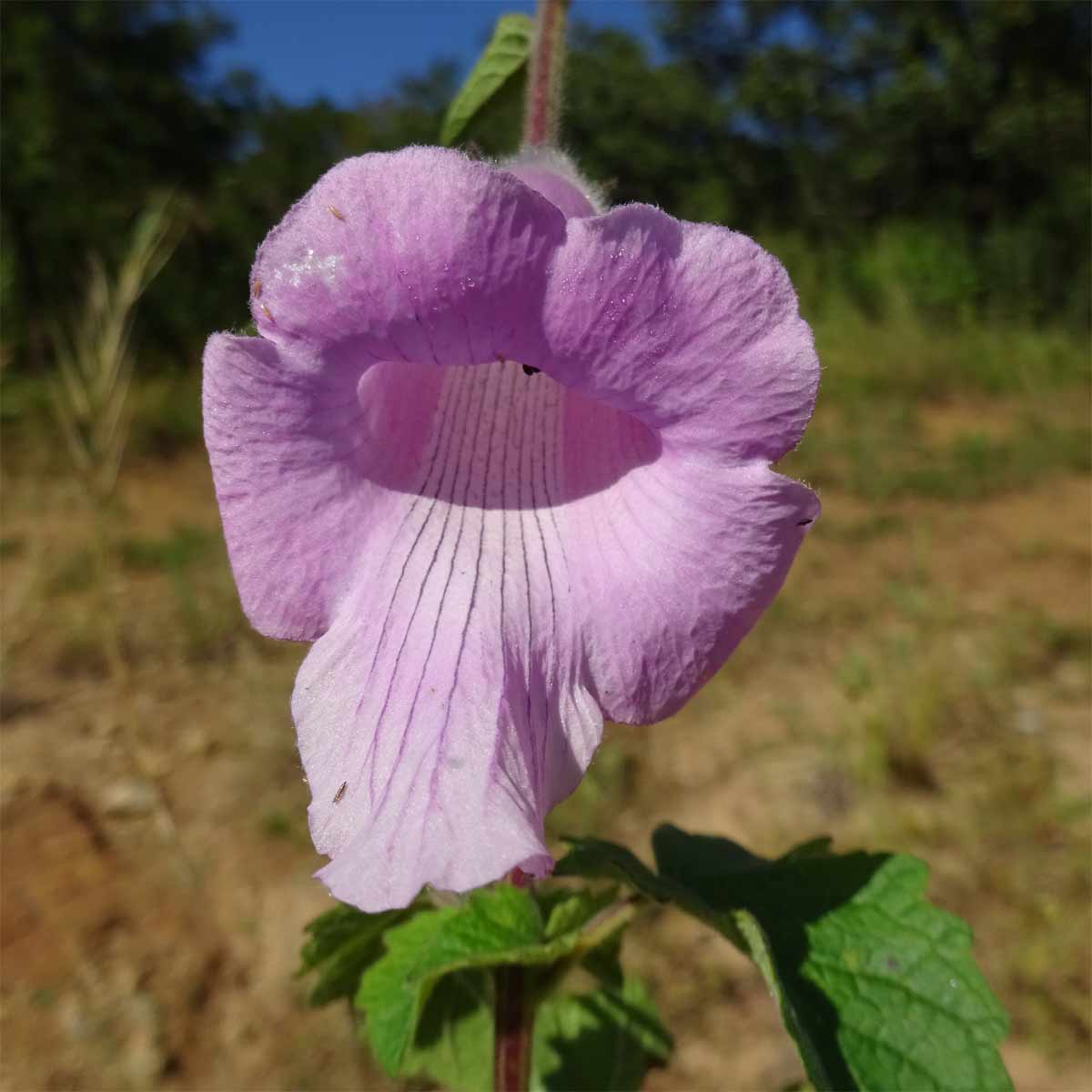 Image of Ceratotheca triloba specimen.
