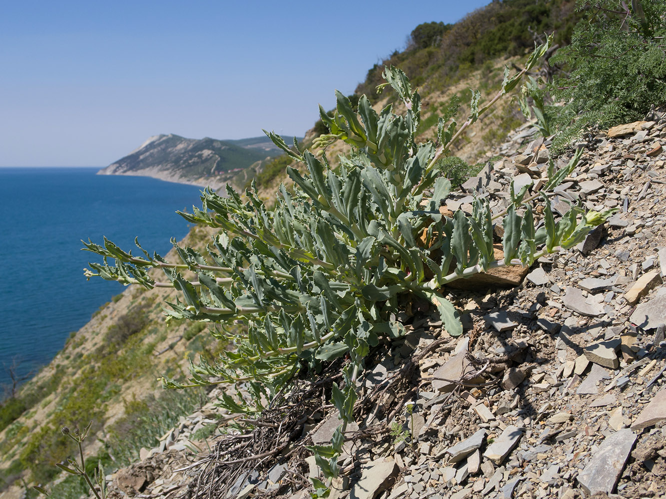 Image of Oberna crispata specimen.