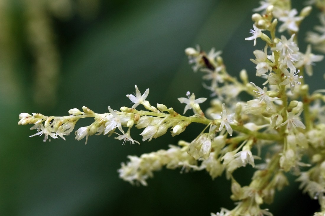 Изображение особи Aconogonon weyrichii.