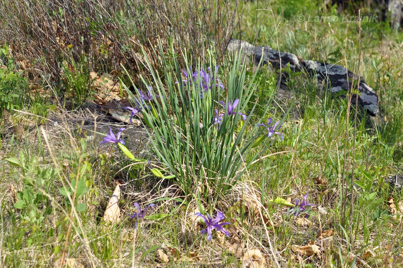 Изображение особи Iris ventricosa.