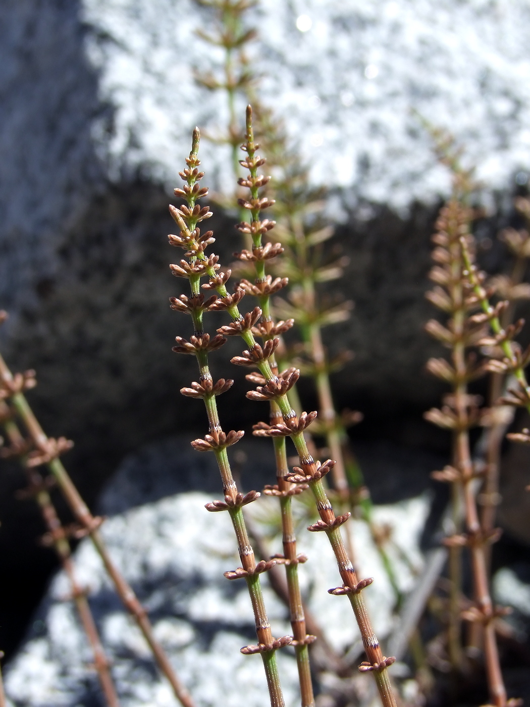 Image of Equisetum pratense specimen.