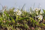 Ornithogalum balansae. Цветущее растение. Абхазия, Гагрский р-н, гора Мамдзышха, выс. 1816 м н.у.м., альпийский луг. 15.05.2021.