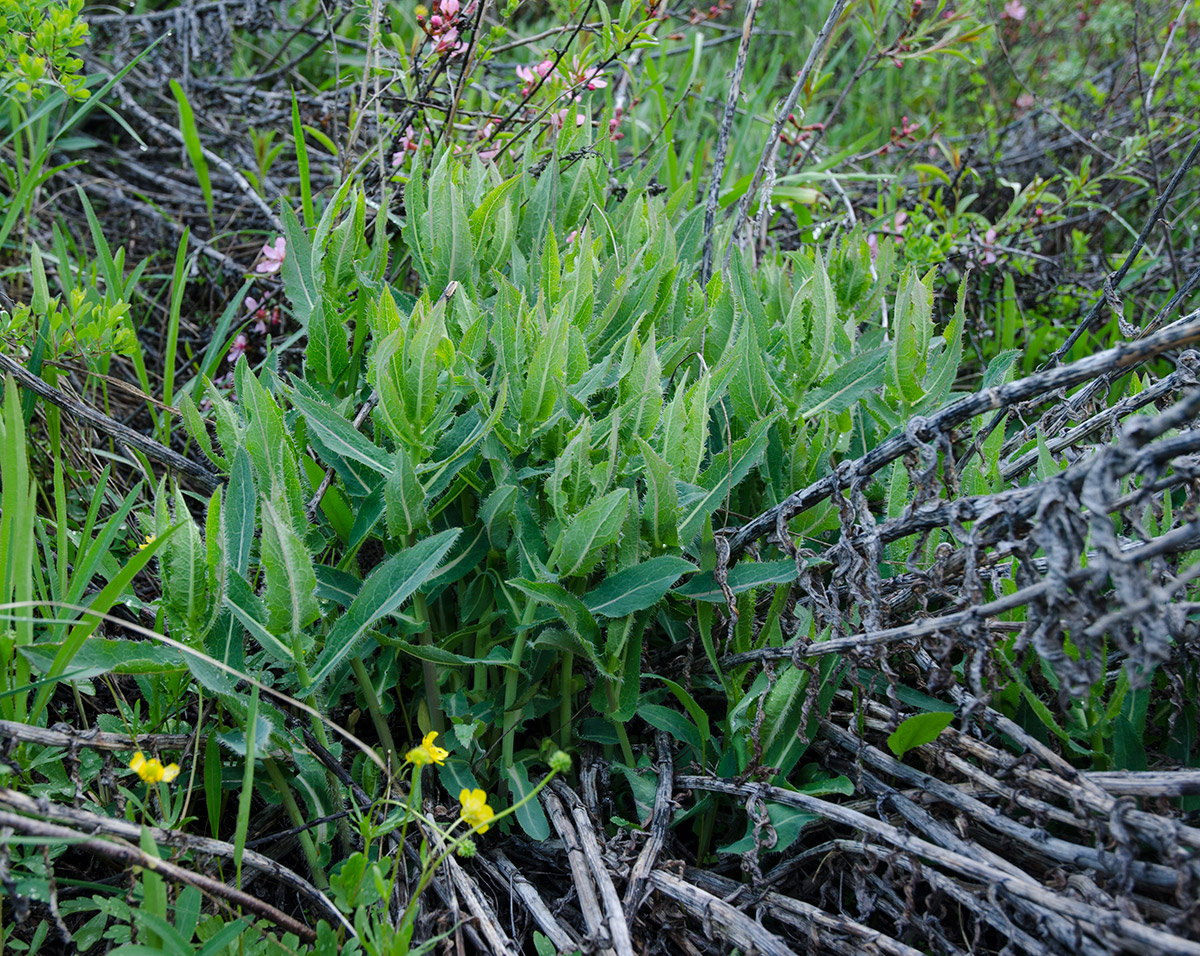 Изображение особи Hieracium virosum.