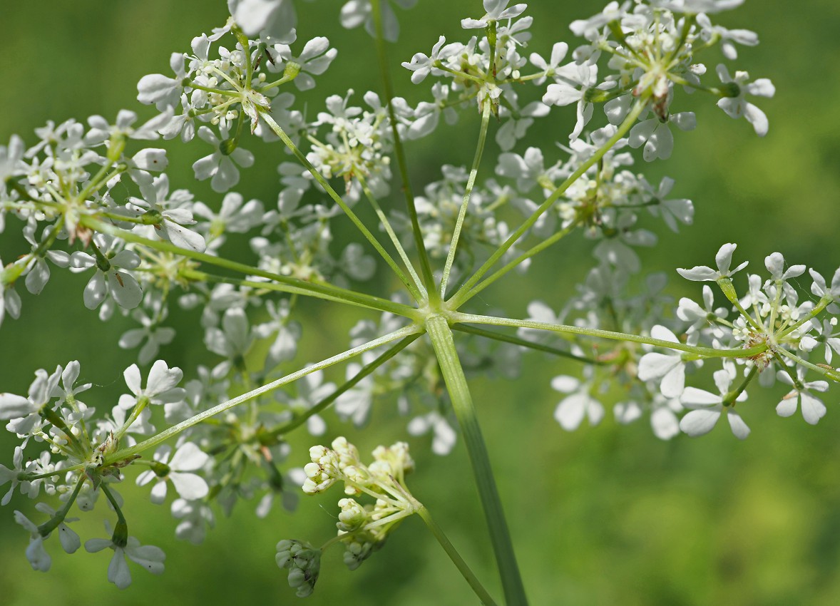 Изображение особи Anthriscus sylvestris.