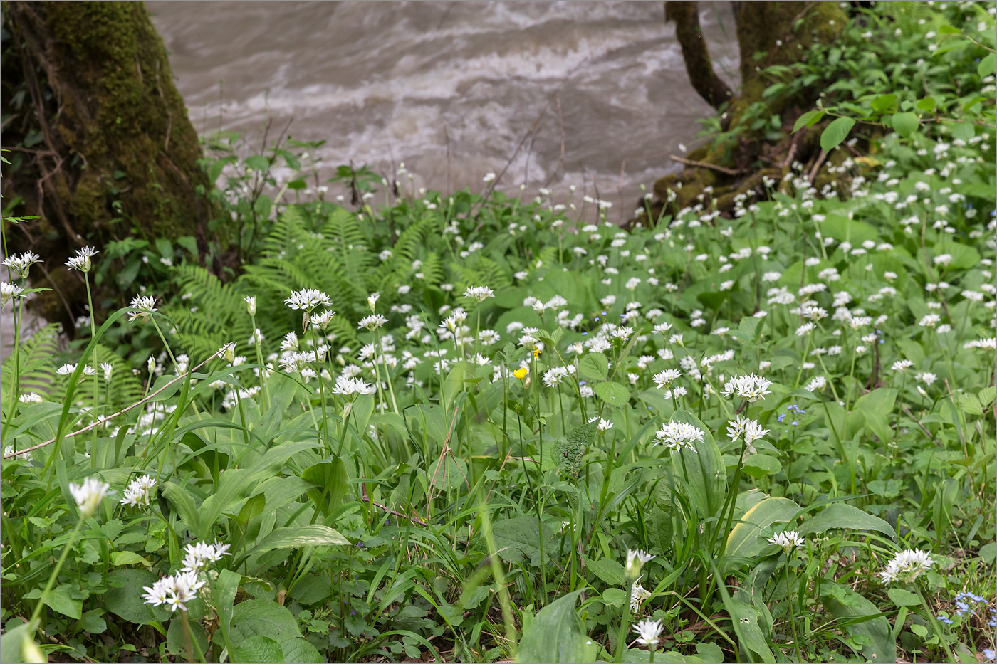 Изображение особи Allium ursinum.