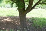 Pyrus caucasica. Нижняя часть дерева. Республика Ингушетия, Джейрахский р-н, окр. ур. Ний, высота 1670 м н.у.м, возле дороги. 20 июня 2022 г.