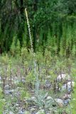 Verbascum eriorrhabdon. Цветущее растение. Республика Абхазия, р. Кяласур. 23.08.2009.