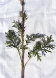 род Artemisia