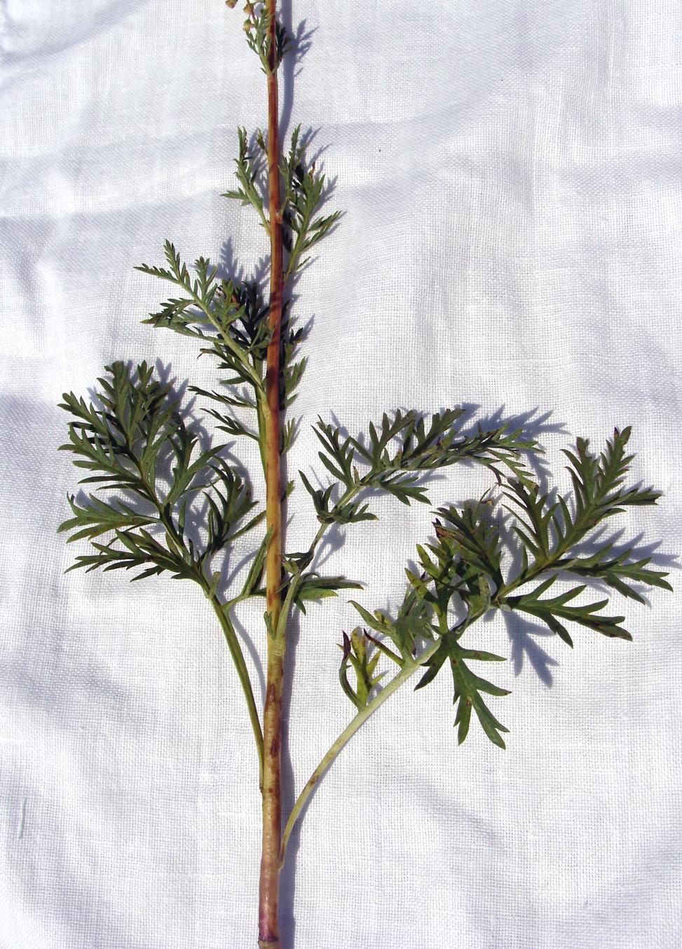 Image of genus Artemisia specimen.