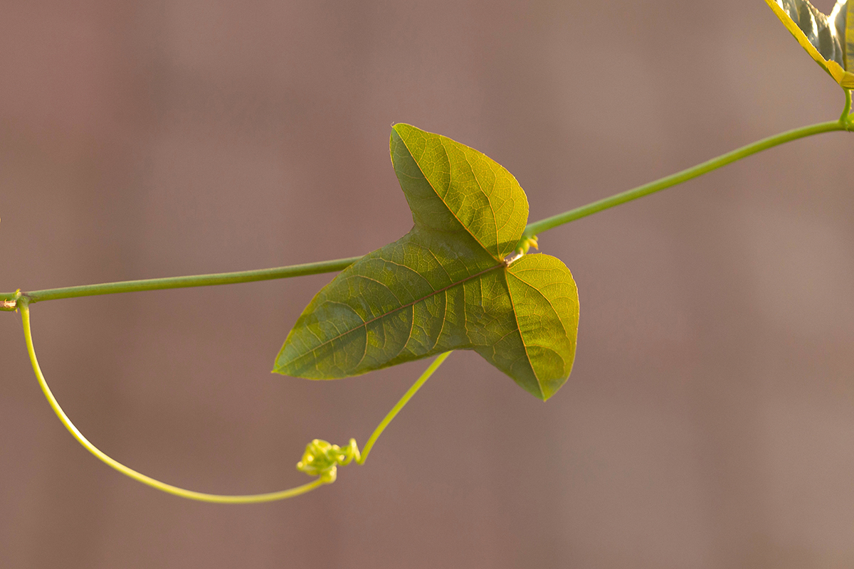 Image of Passiflora foetida specimen.