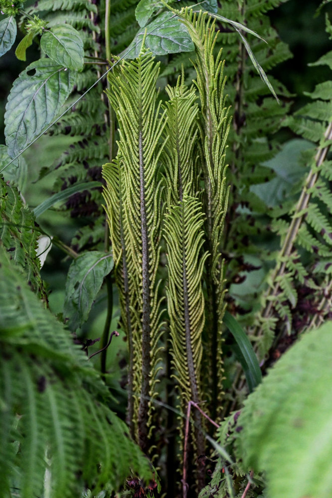 Image of Matteuccia struthiopteris specimen.