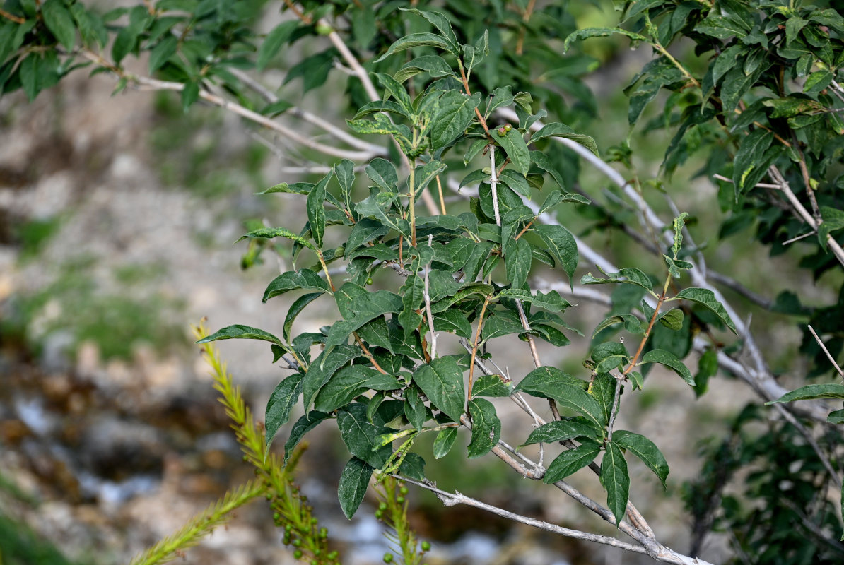 Изображение особи Lonicera karelinii.