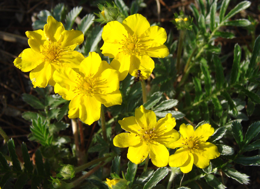 Image of Potentilla anserina specimen.