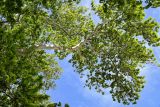 Platanus orientalis. Ветвь взрослого дерева. Дагестан, г. Дербент, в культуре. 04.05.2022.