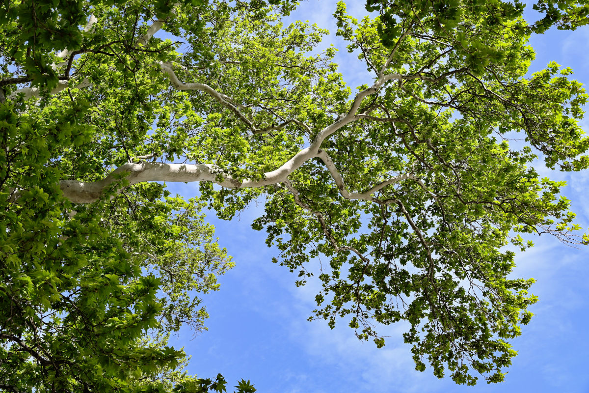 Image of Platanus orientalis specimen.