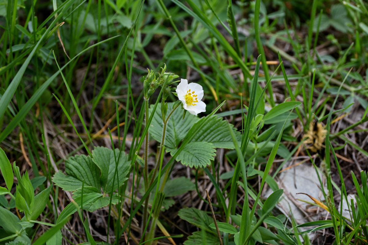 Изображение особи род Fragaria.