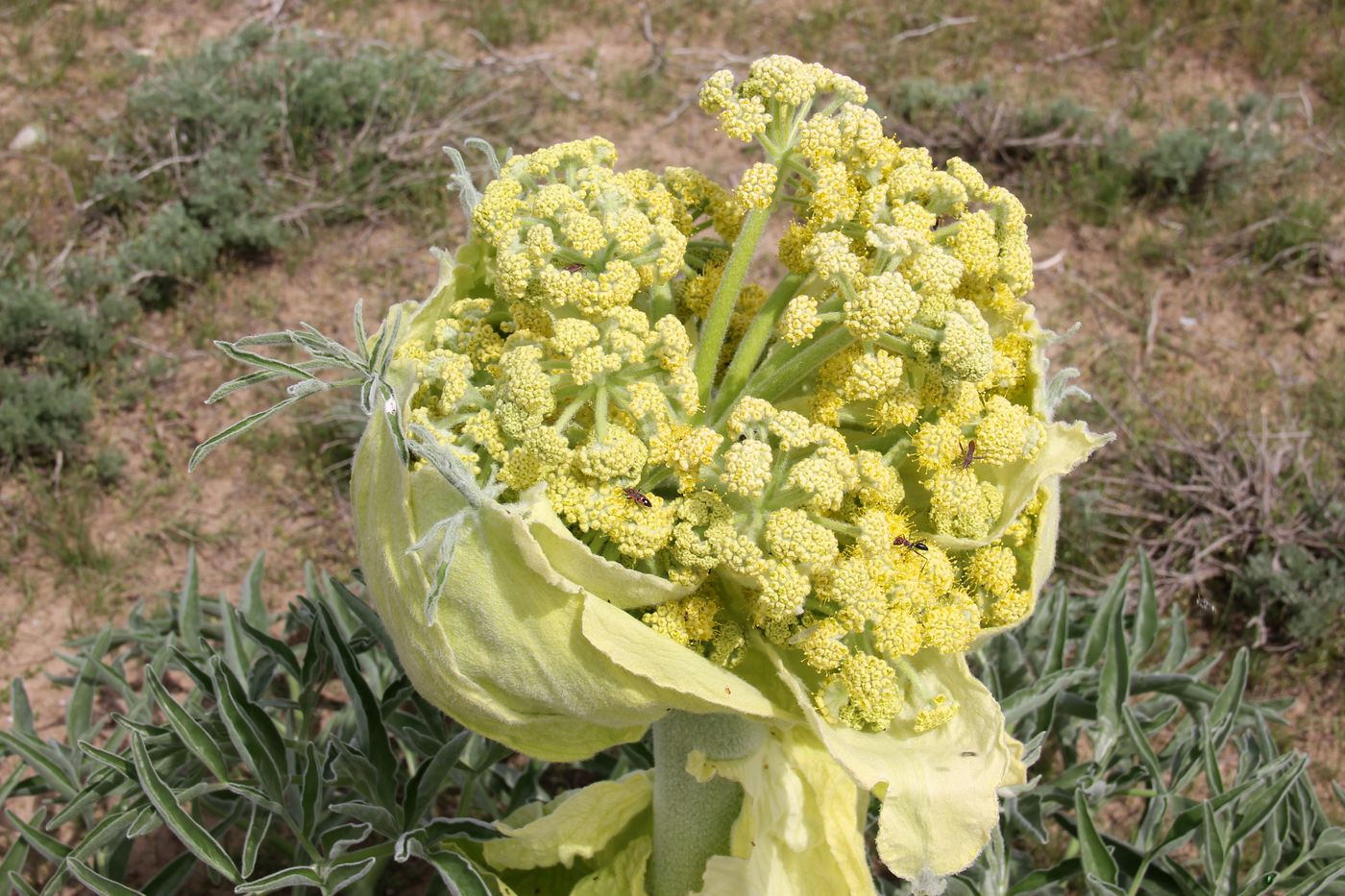 Изображение особи Ferula foetida.