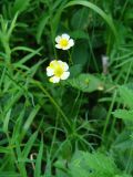 genus Ranunculus. Верхушка цветущего и плодоносящего растения с аномальной окраской цветков. Иркутская обл., Слюдянский р-н, окр. пос. Култук, смешанный лес. 12.07.2022.