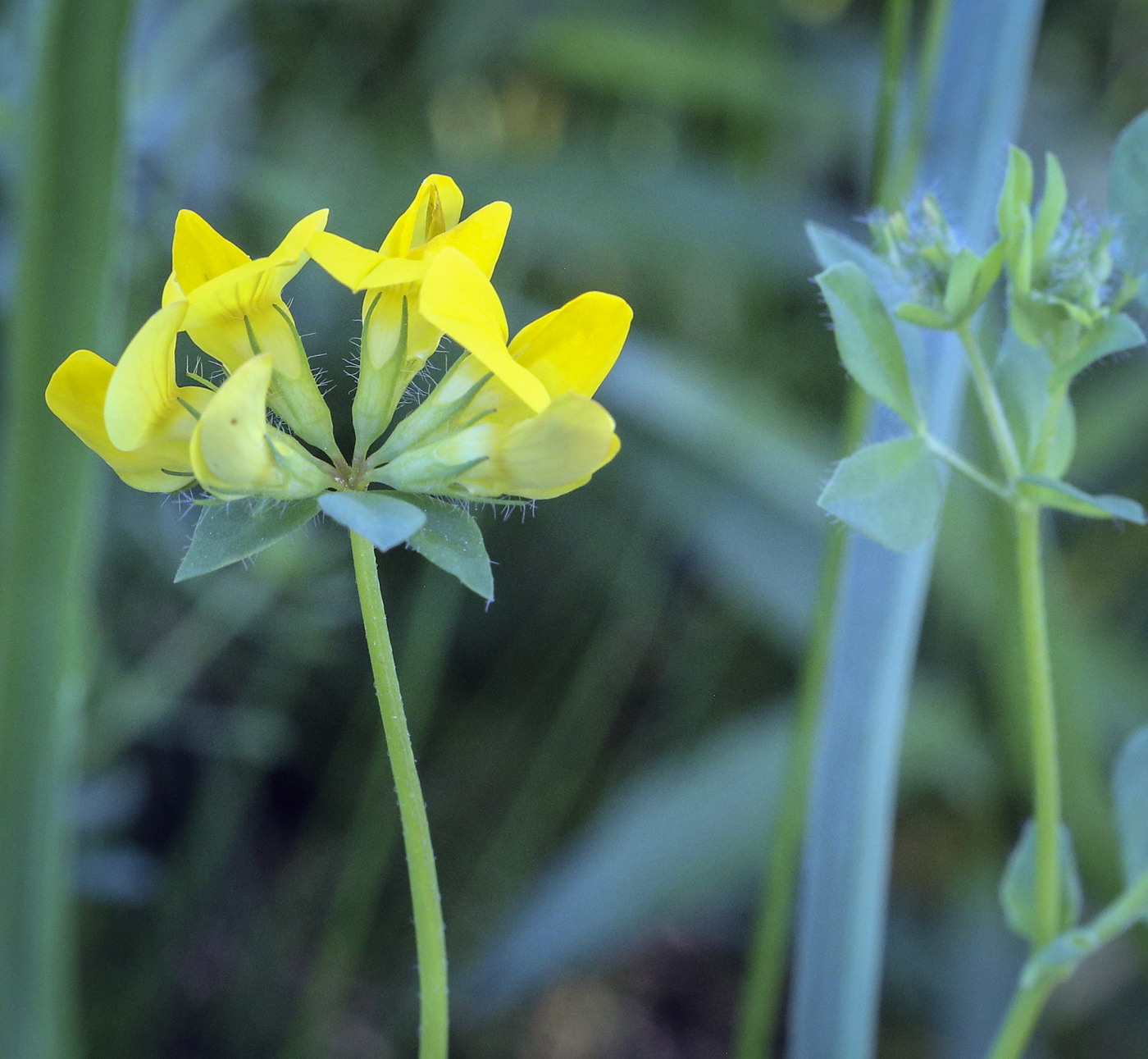 Image of genus Lotus specimen.