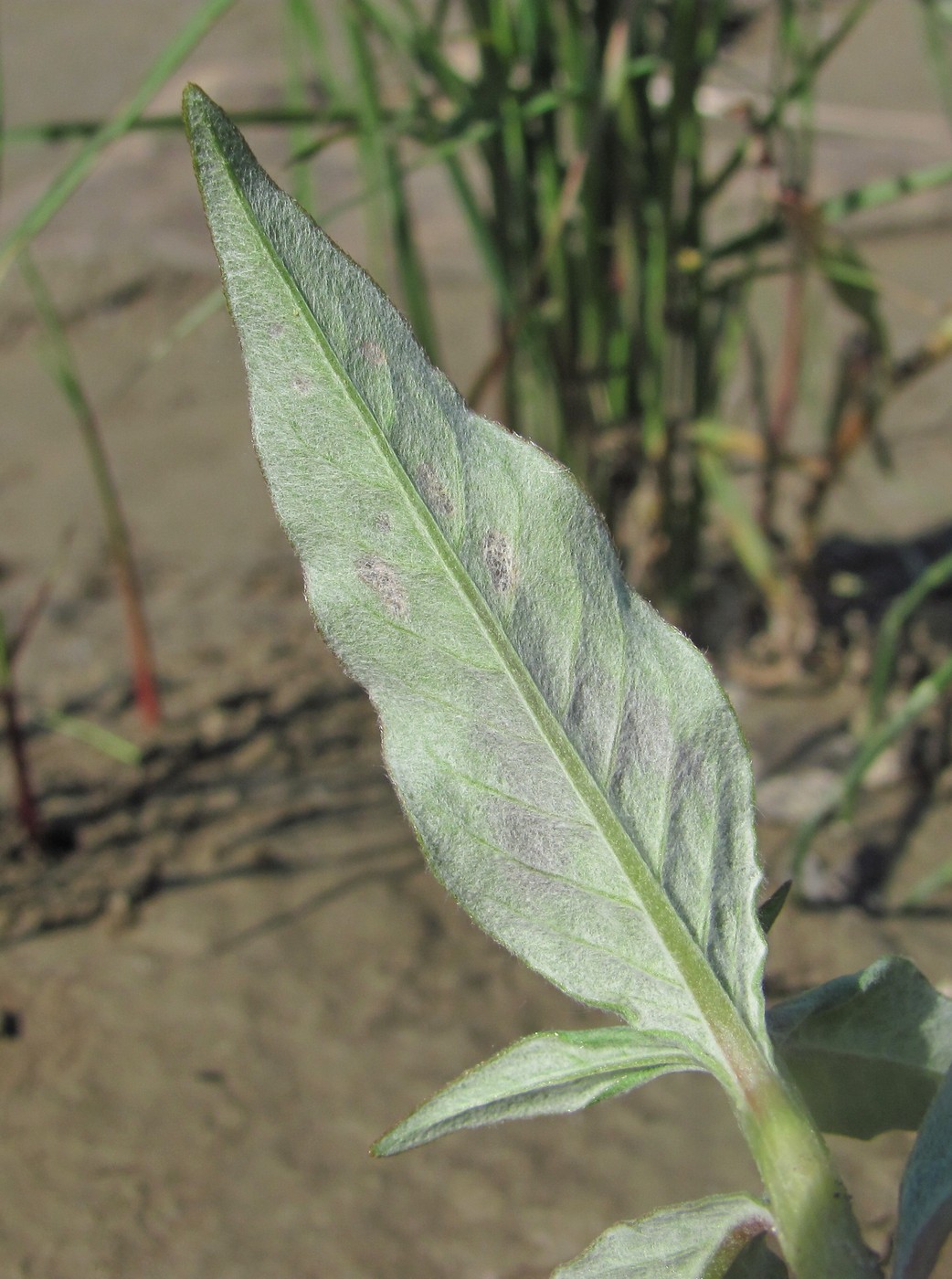 Image of Persicaria lapathifolia specimen.