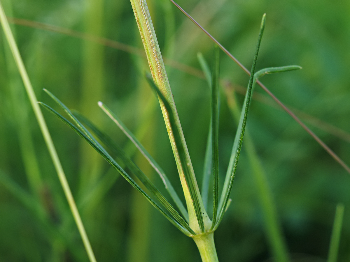 Image of Galium octonarium specimen.