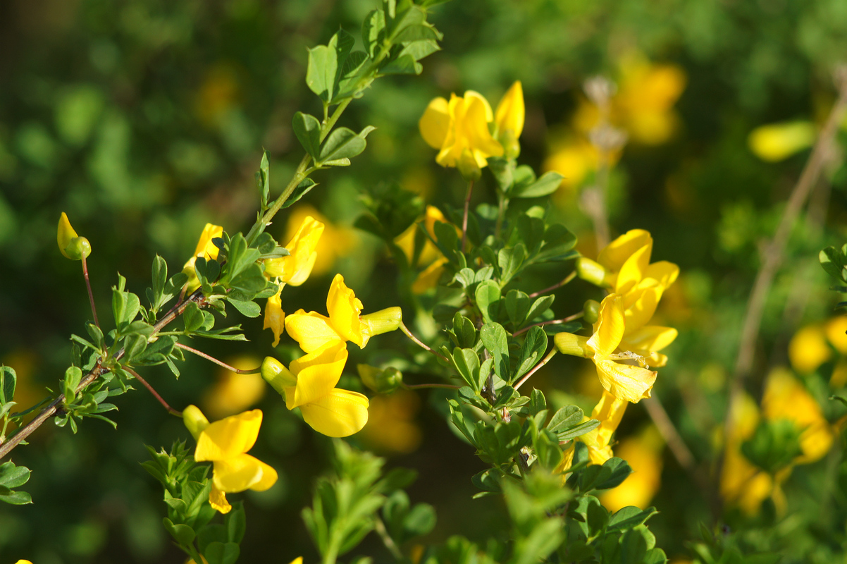 Image of Caragana frutex specimen.