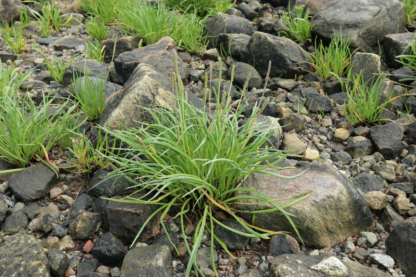 Изображение особи Plantago maritima.