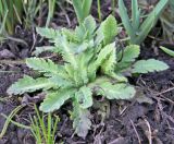 Papaver rupifragum