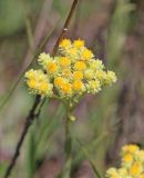 Helichrysum arenarium