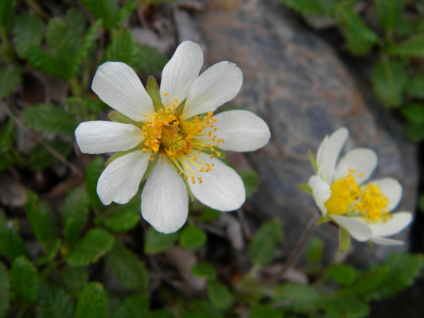 Image of Dryas oxyodonta specimen.