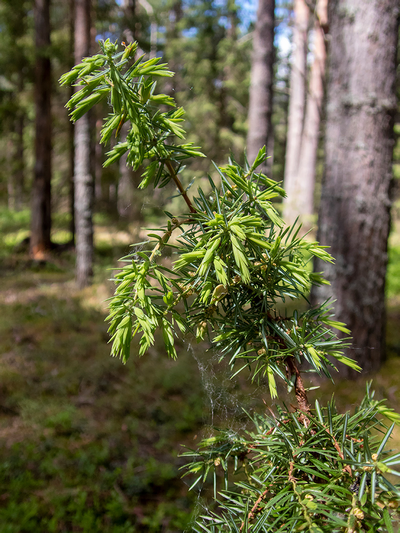 Image of Juniperus communis specimen.