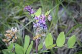 Lathyrus pisiformis. Соцветие. Пермский край, Оханский р-н, Тулумбаихинское сельское поселение, Кунчурихинский бор, пойма ручья. 17.07.2022.