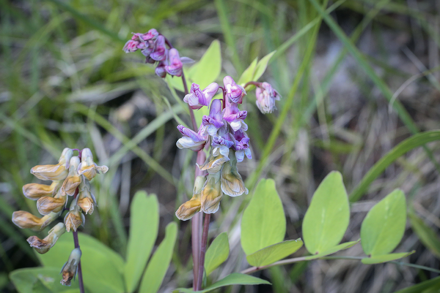 Изображение особи Lathyrus pisiformis.