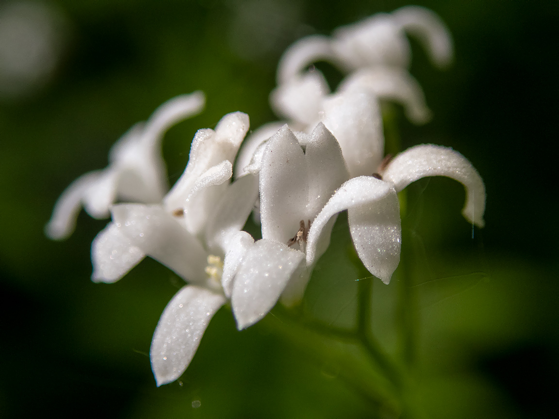 Изображение особи Galium odoratum.