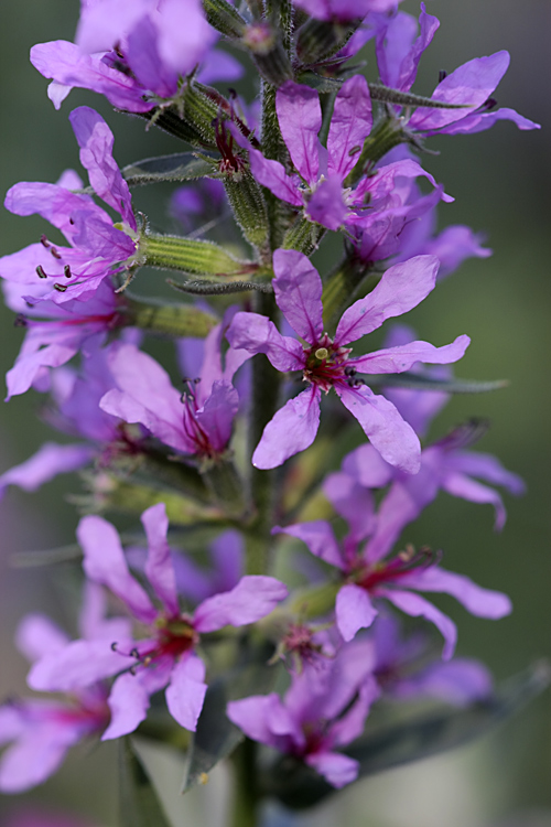 Изображение особи Lythrum salicaria.