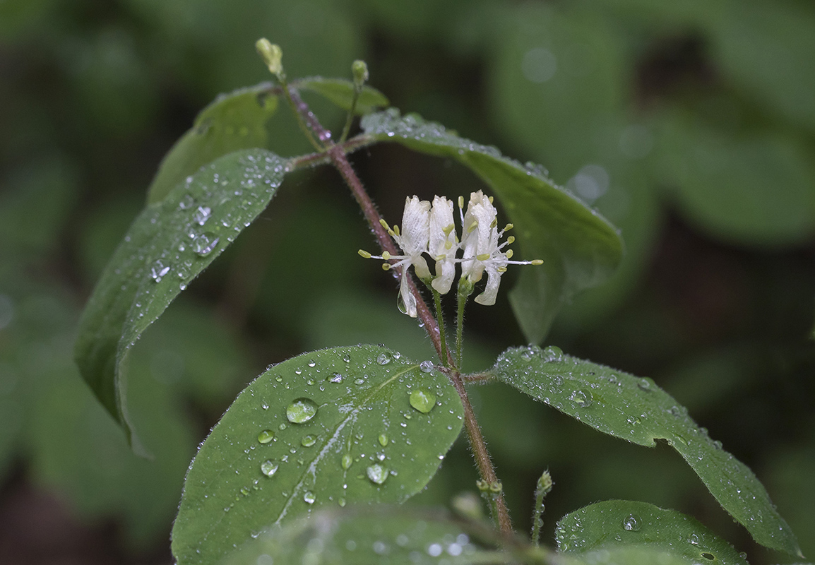 Изображение особи Lonicera xylosteum.