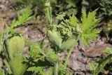 Heracleum lehmannianum