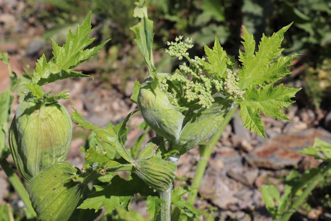 Изображение особи Heracleum lehmannianum.