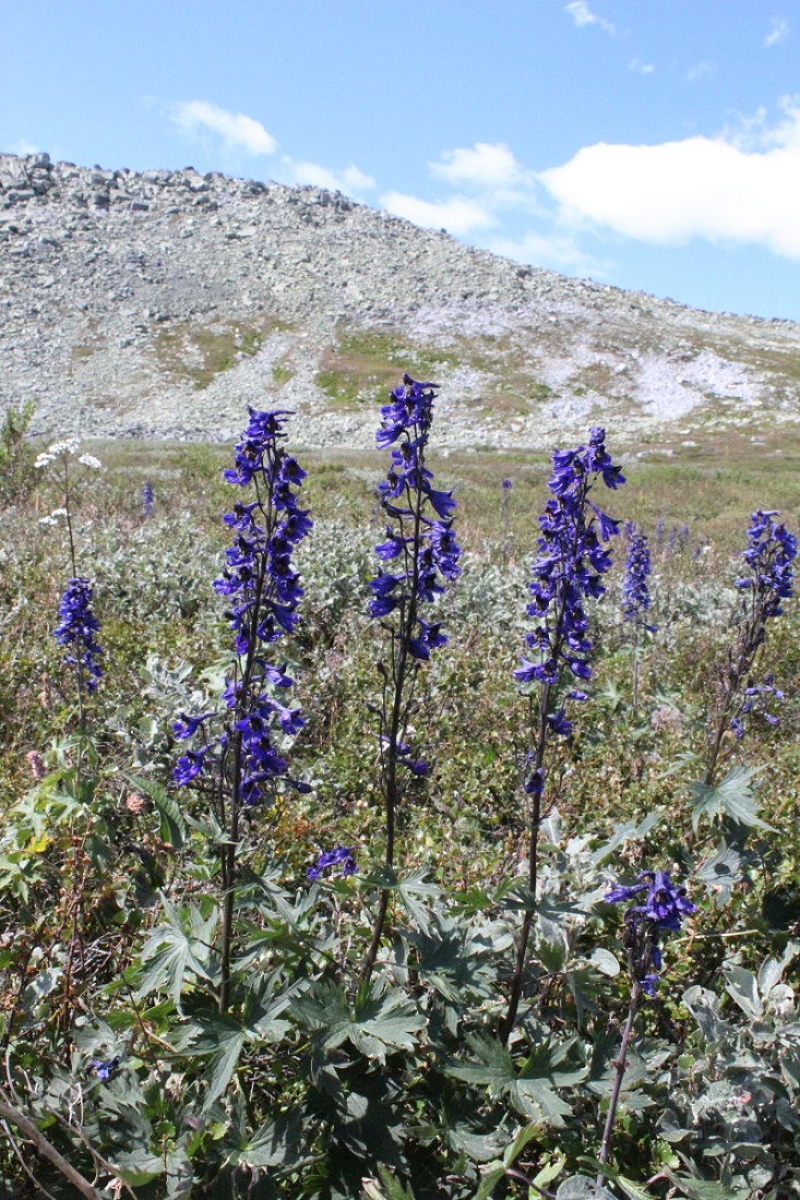 Изображение особи Delphinium elatum.