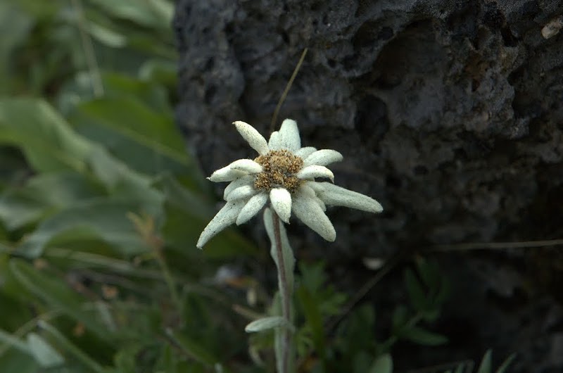 Image of Leontopodium kamtschaticum specimen.