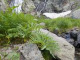 Heracleum freynianum. Цветущее растение. Карачаево-Черкесия, Урупский р-н, Кавказский биосферный заповедник, Имеретинское ущелье, ≈ 2300 м н.у.м., скалы под Верхним Имеретинским водопадом, нагромождение камней. 28.07.2022.