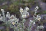 Cirsium echinus. Верхушка цветущего растения. Чечня, Итум-Калинский р-н, западный склон северного отрога горы Чархунышкорт, выс. 2350 м н.у.м, каменистый участок. 7 августа 2023 г.
