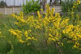 Chamaecytisus ruthenicus