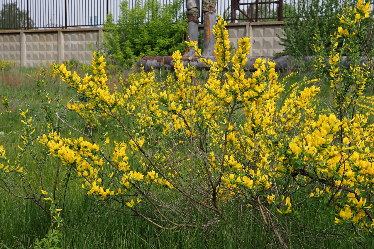 Изображение особи Chamaecytisus ruthenicus.