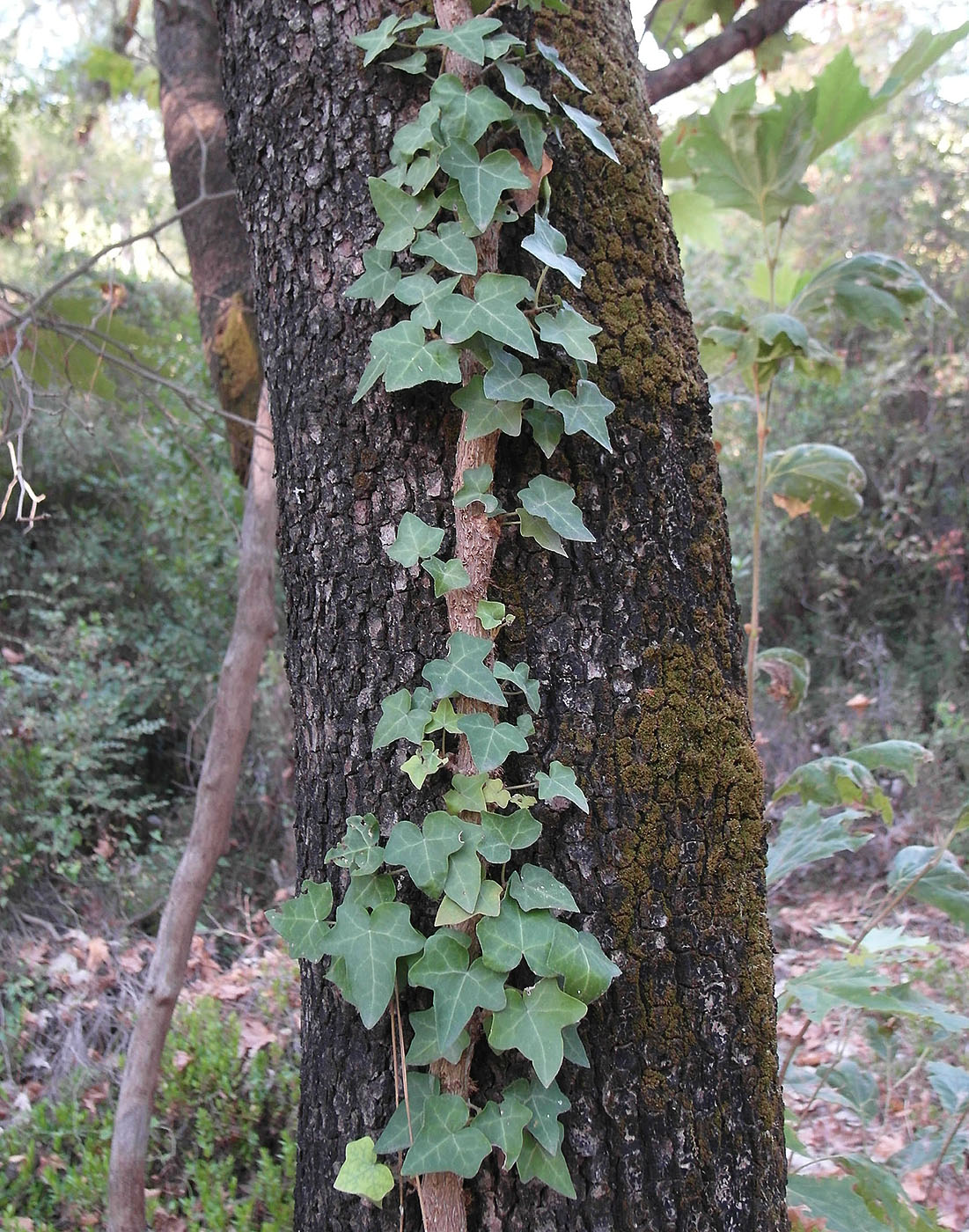 Image of genus Hedera specimen.