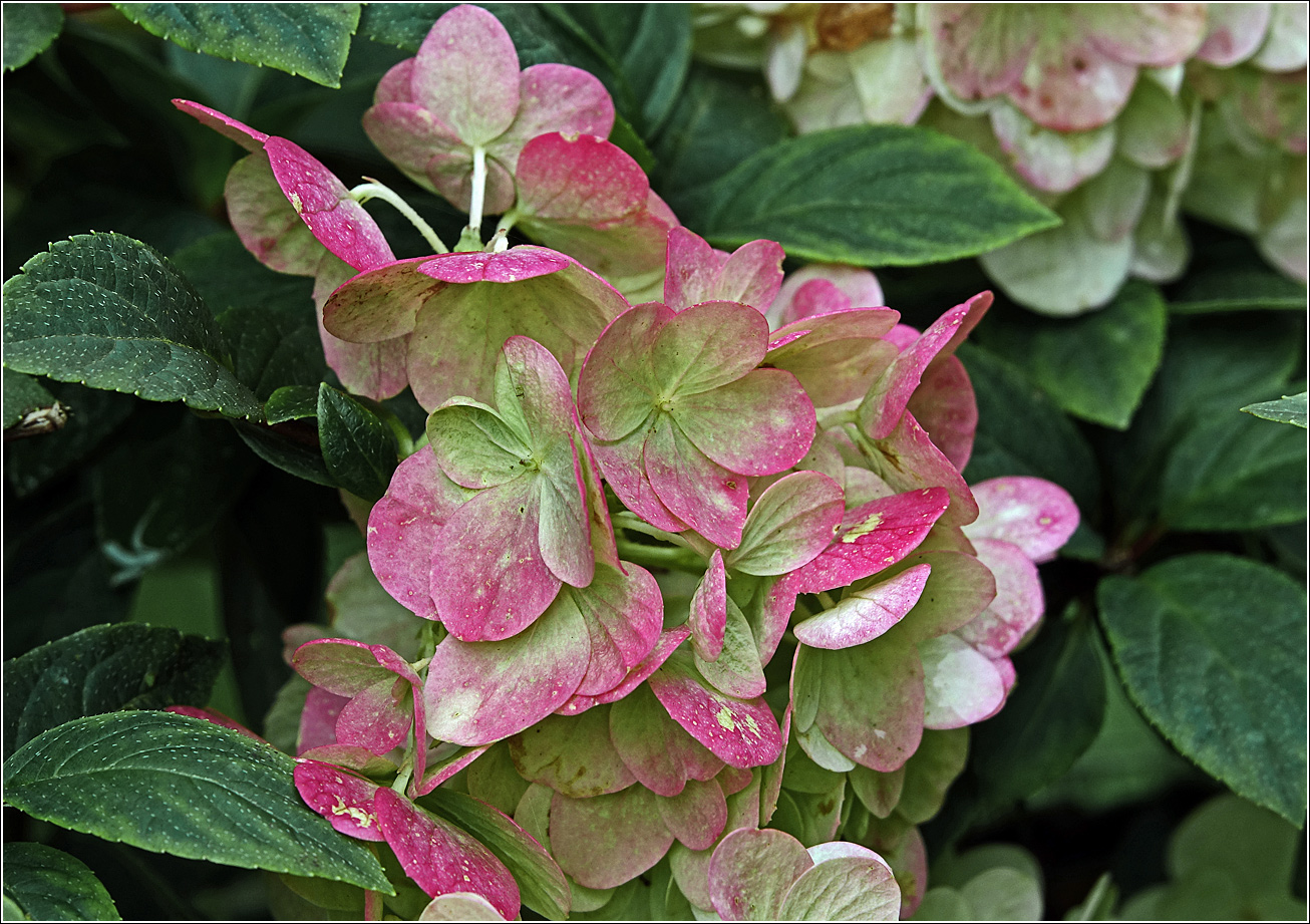 Image of Hydrangea paniculata specimen.